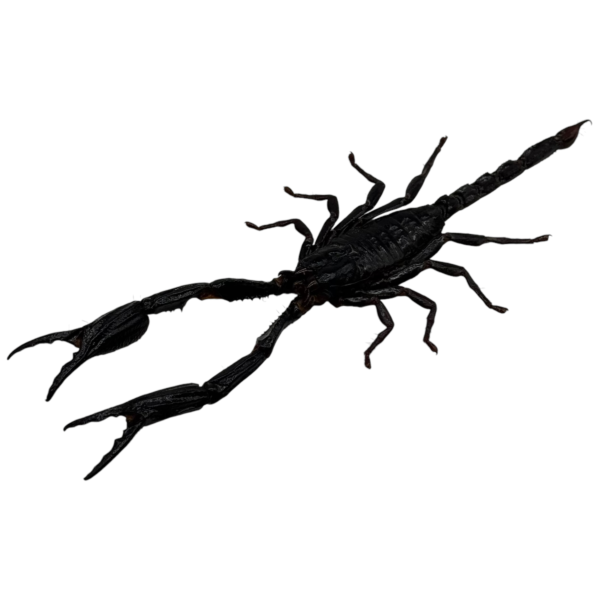 Giant Forest Scorpion Heterometrus longimanus Taxidermy A1 Quality Specimen Oddiesties for Collectors